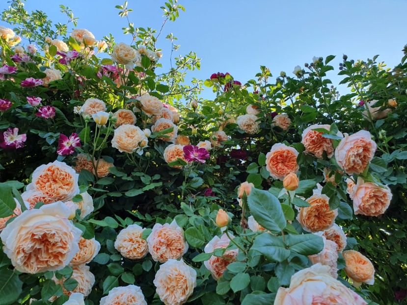  - crown princess margareta