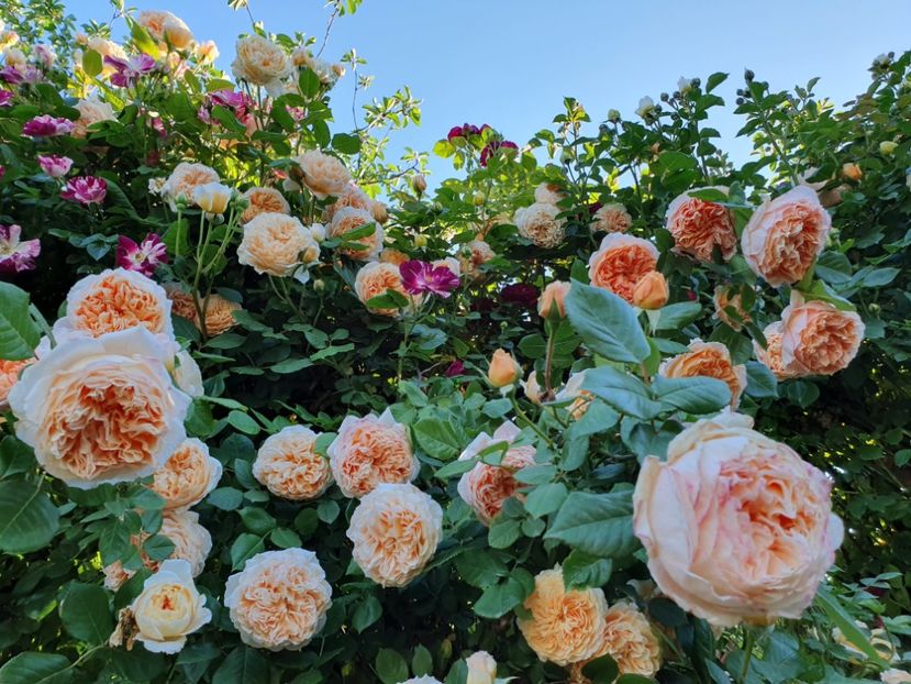  - crown princess margareta