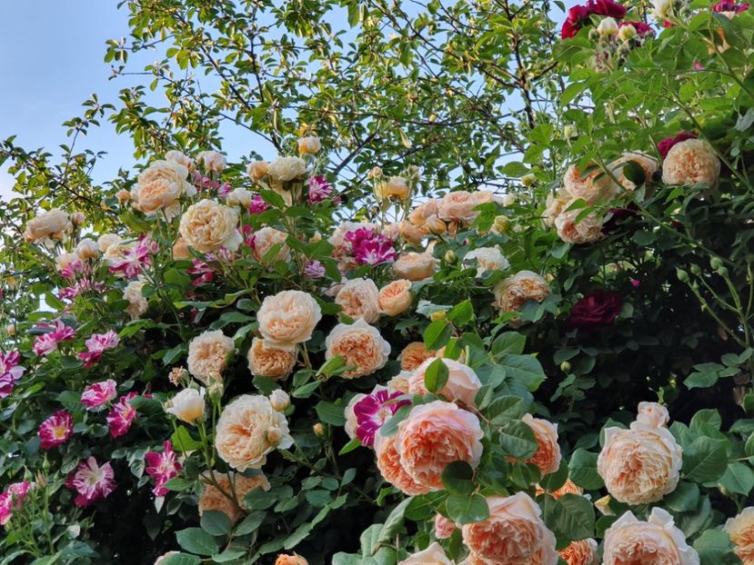  - crown princess margareta