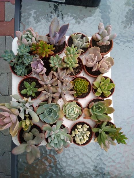 Mix nr 2 - Plante suculente de vânzare