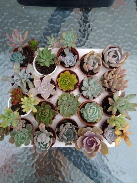 Mix nr 4 - Plante suculente de vânzare