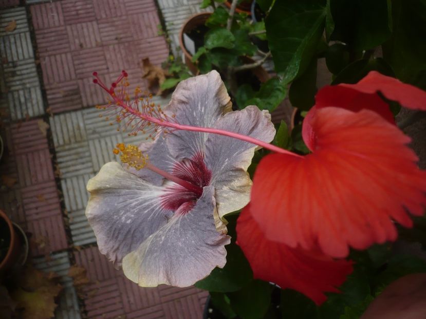 P1420864 - HIBISCUSI 2019-3