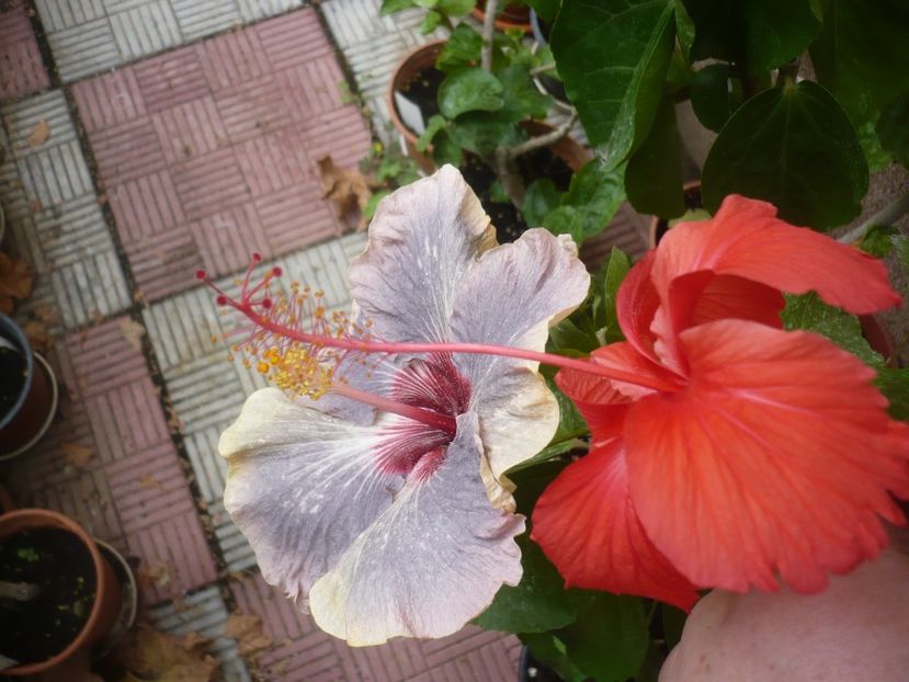 P1420865 - HIBISCUSI 2019-3