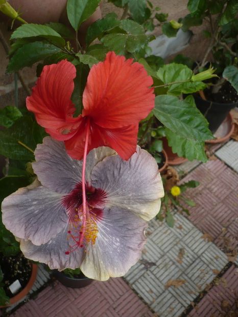 P1420866 - HIBISCUSI 2019-3