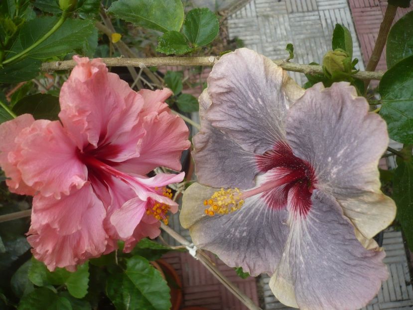 P1420868 - HIBISCUSI 2019-3