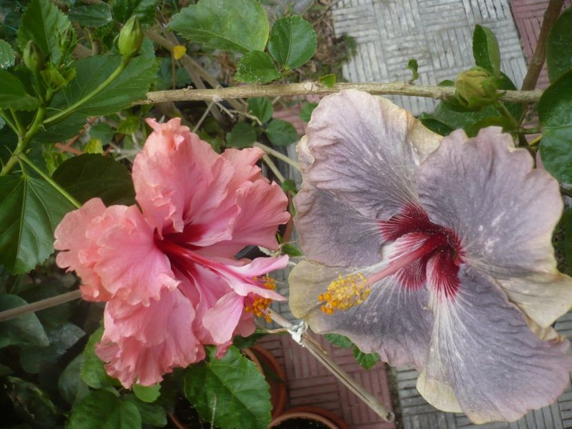 P1420869 - HIBISCUSI 2019-3