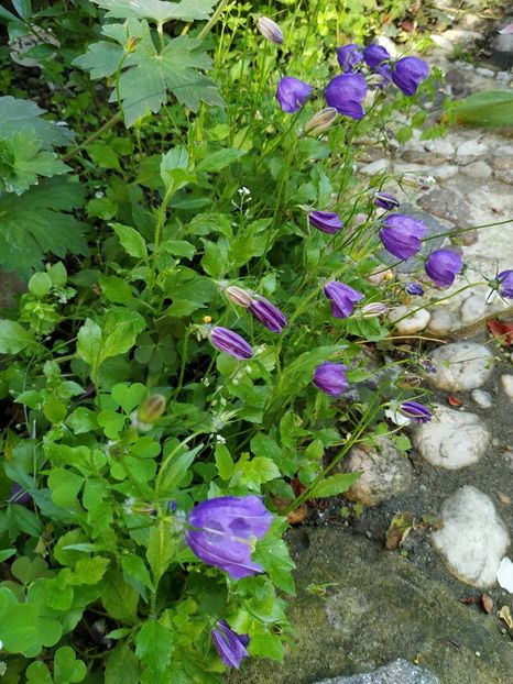  - Campanula