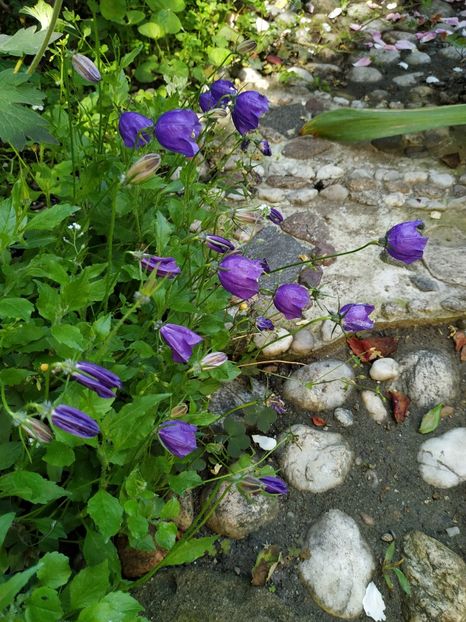  - Campanula