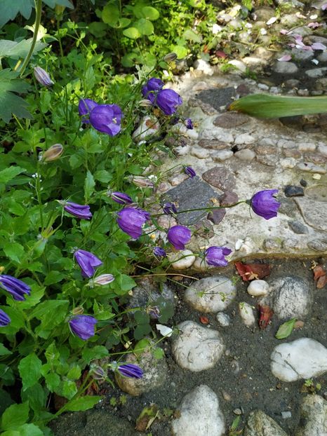  - Campanula