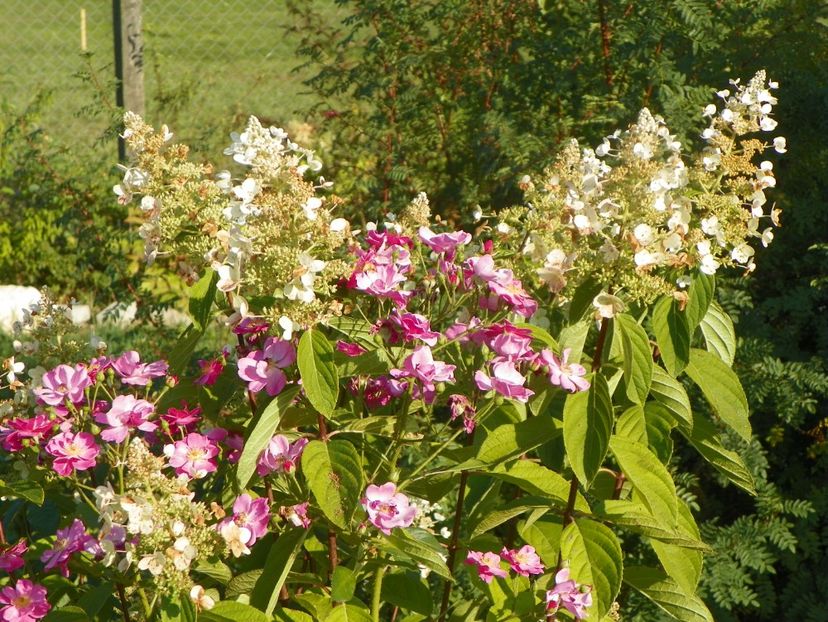 hydrangea pan. Pink Diamond si Robin Hood - Dobarland 2019 4