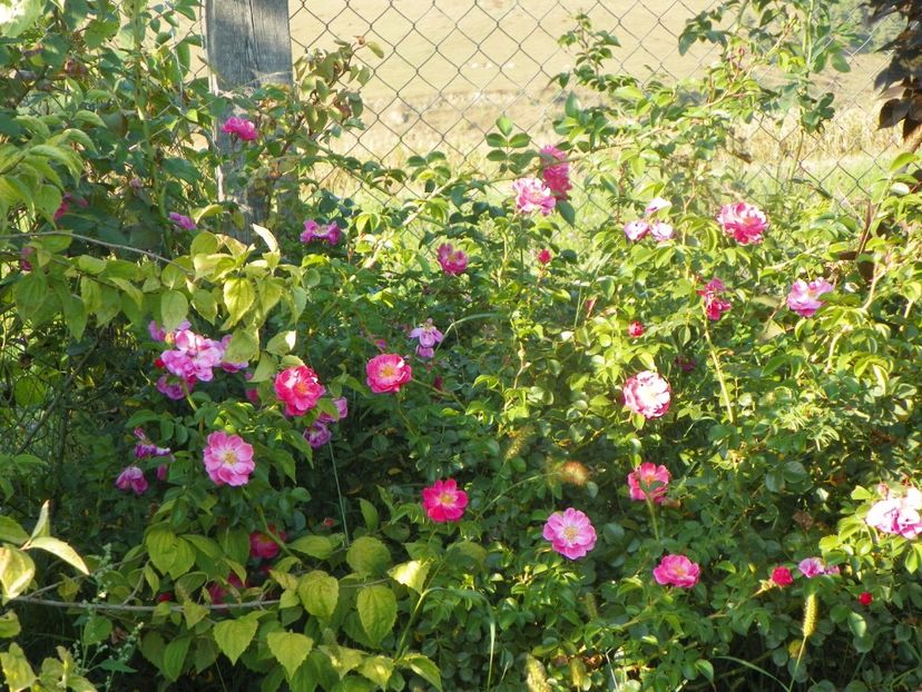 Magic Meidiland - Trandafiri 2019 4