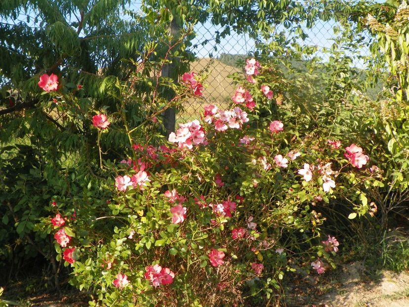 Douceur Normande - Trandafiri 2019 4