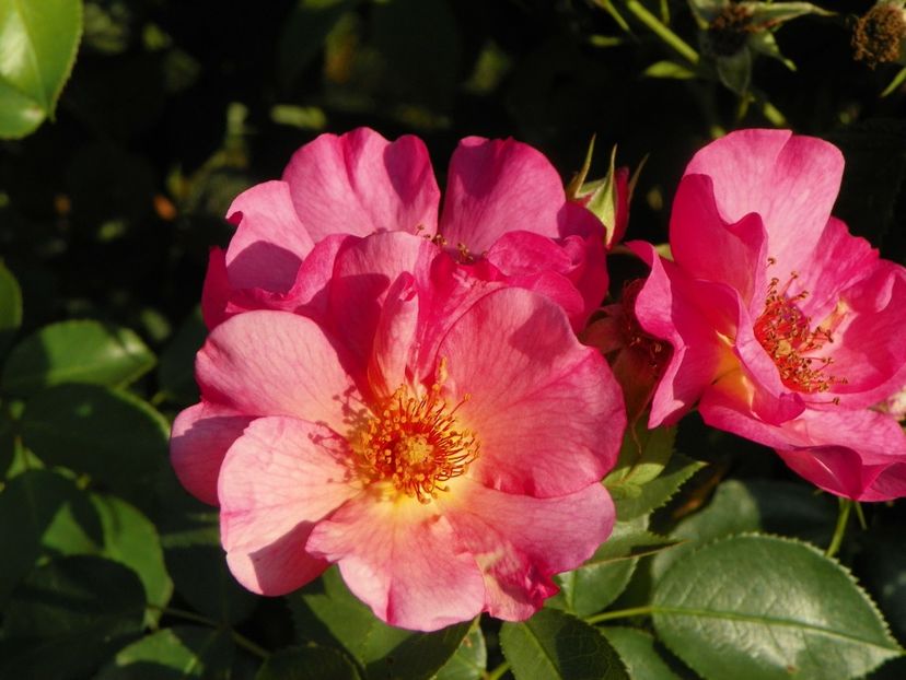 Pretty Sunrise - Trandafiri 2019 4