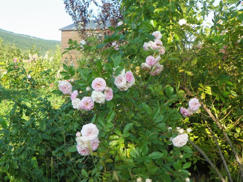 Pink Ghislaine de Feligonde - Trandafiri 2019 4