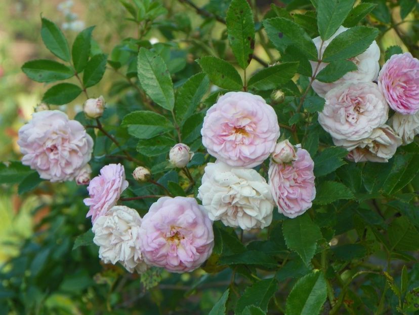 Pink Ghislaine de Feligonde - Trandafiri 2019 4