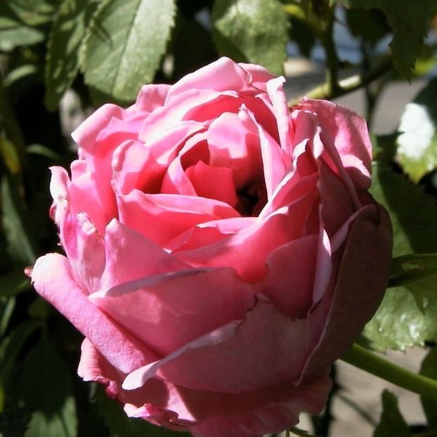 trandafir-urcator-coral-dawn - CORAL DAWN