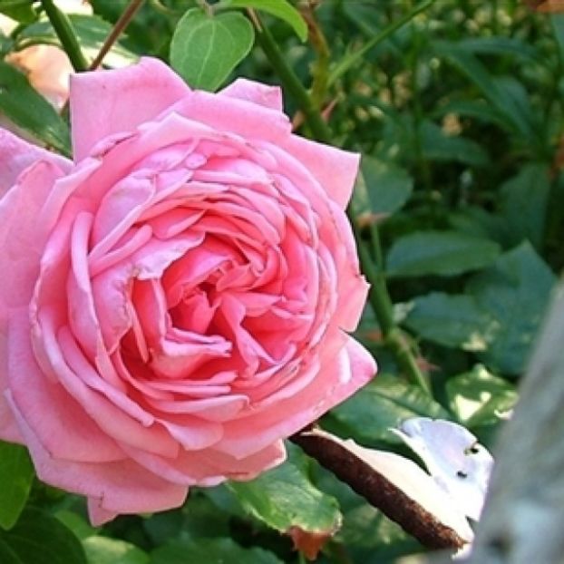 Coral Dawn-600x600 - CORAL DAWN