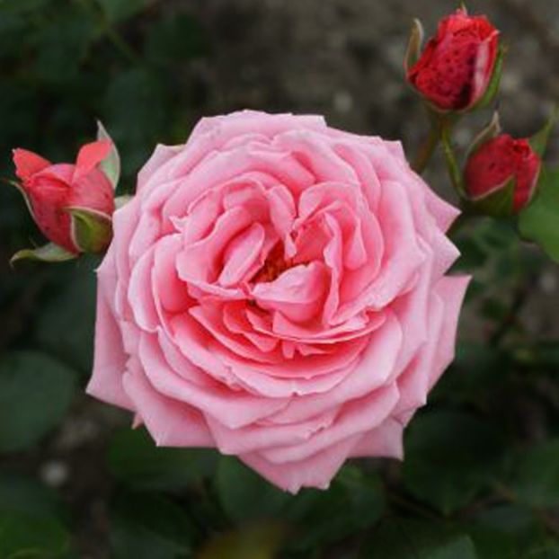 oral Dawn -5 - CORAL DAWN