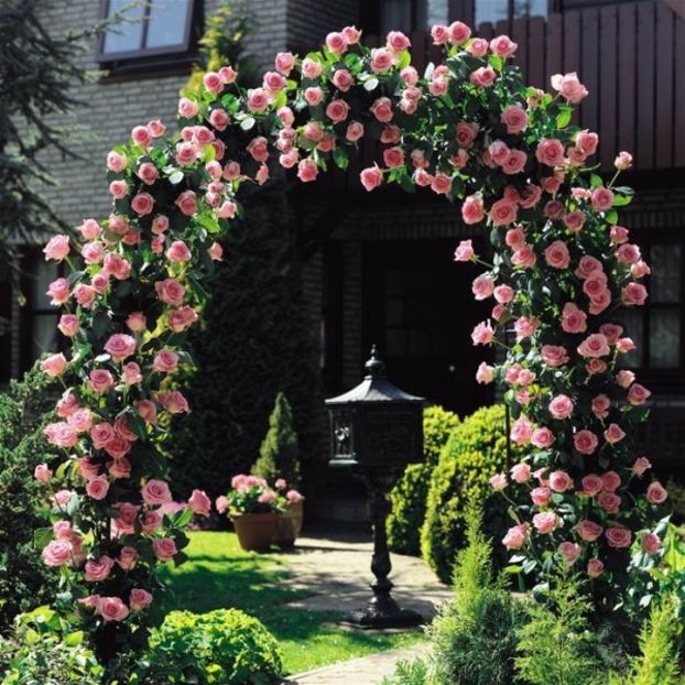 rosa coral daw-600x600 - CORAL DAWN