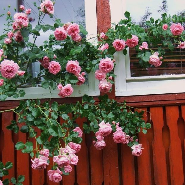 trandafir-urcator-coral-dawn (1) - CORAL DAWN