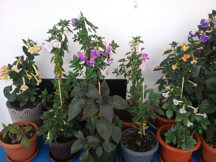  - 2016 achimenes