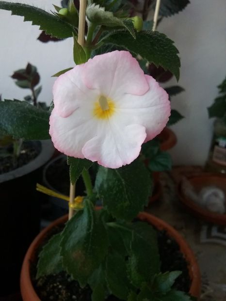  - Vie en Rose