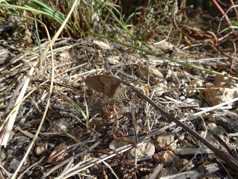  - Muntii Macin - Culmea Pricopanului