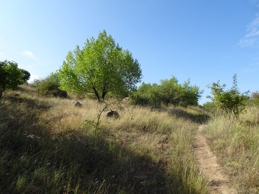  - Muntii Macin - Culmea Pricopanului