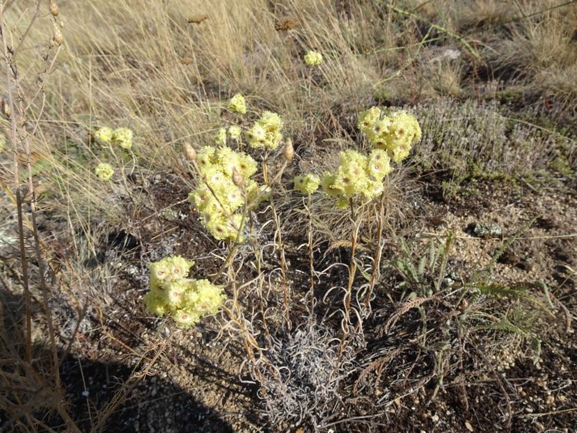  - Muntii Macin - Culmea Pricopanului