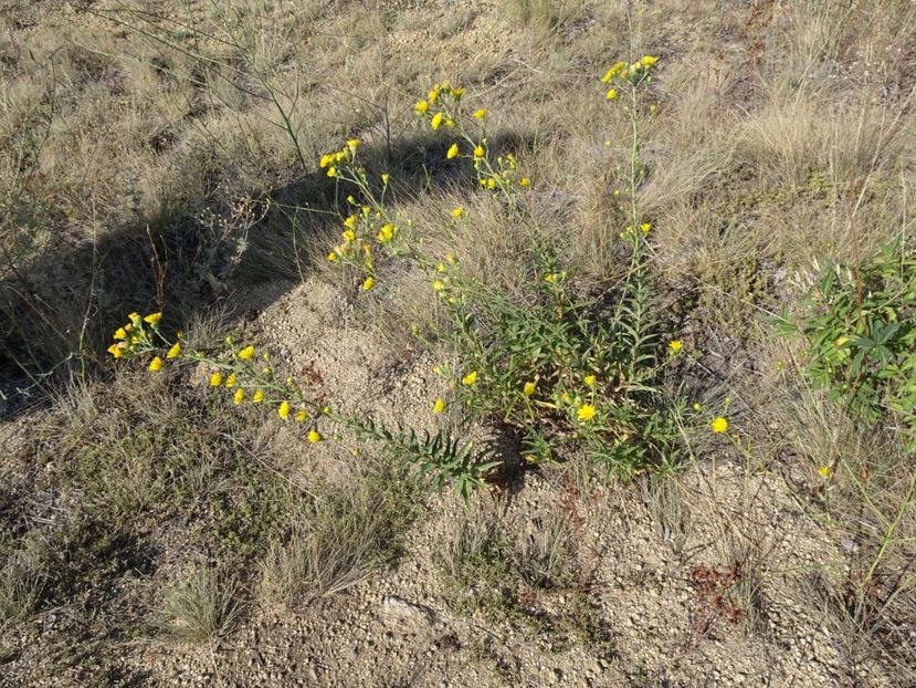  - Muntii Macin - Culmea Pricopanului