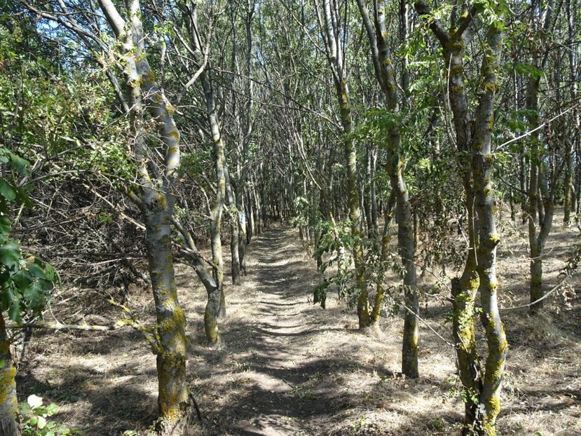  - Muntii Macin - Culmea Pricopanului