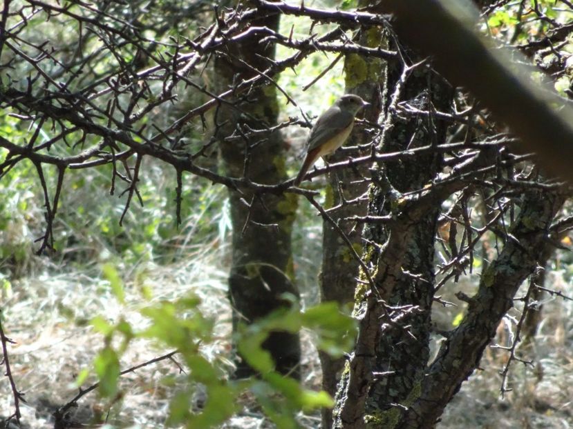  - Muntii Macin - Culmea Pricopanului