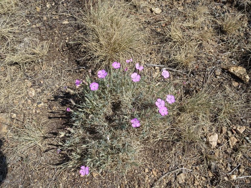  - Muntii Macin - Culmea Pricopanului