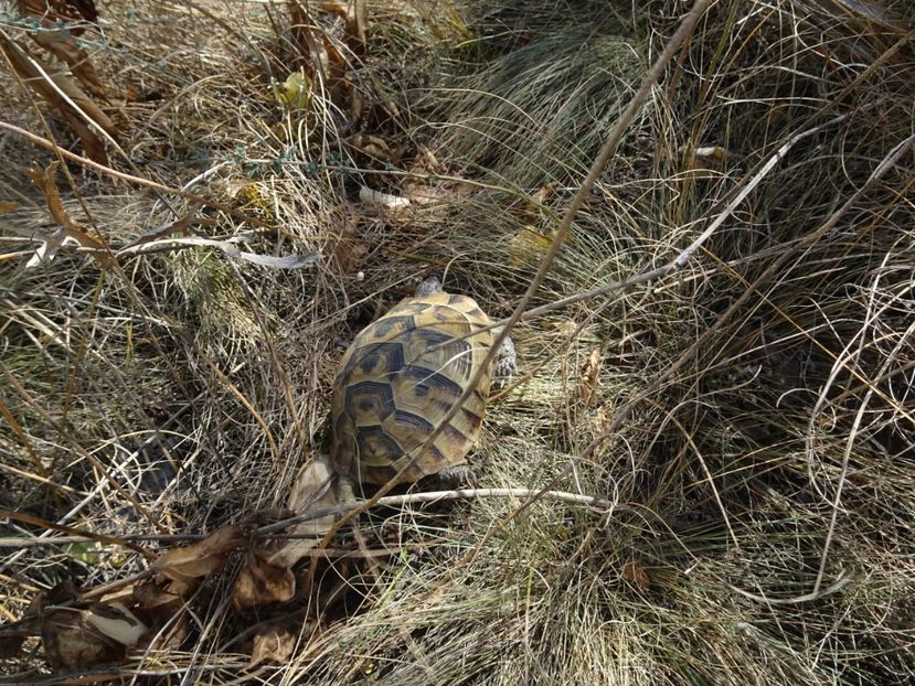  - Muntii Macin - Culmea Pricopanului