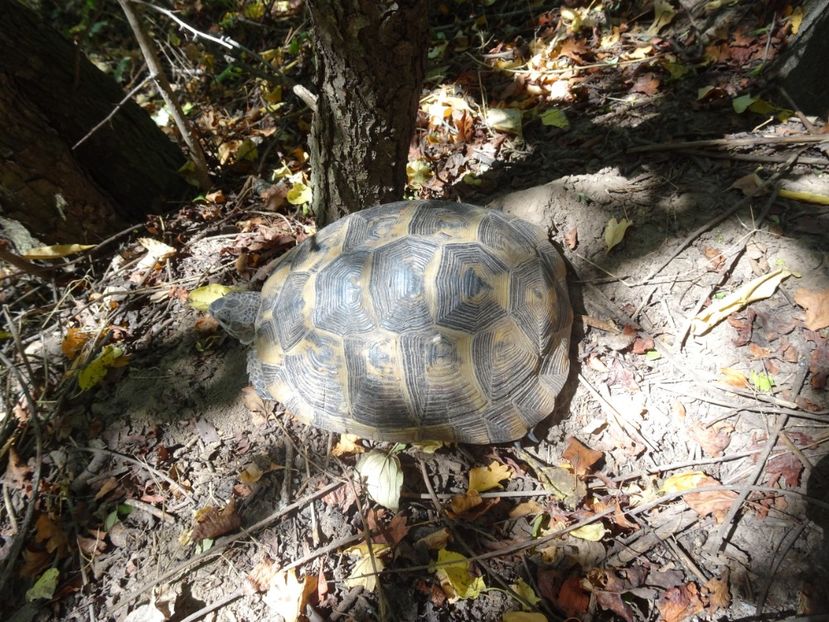  - Muntii Macin - Culmea Pricopanului