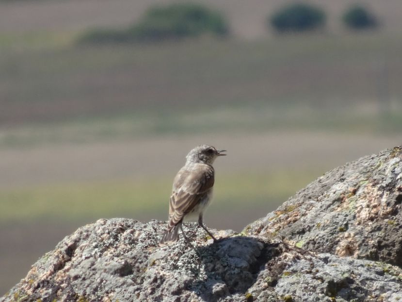  - Muntii Macin - Culmea Pricopanului