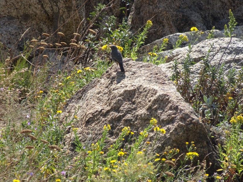  - Muntii Macin - Culmea Pricopanului