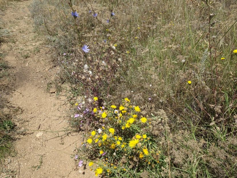  - Muntii Macin - Culmea Pricopanului