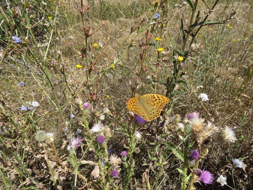  - Muntii Macin - Culmea Pricopanului