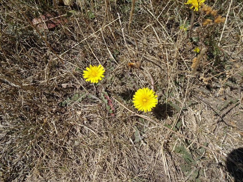  - Muntii Macin - Culmea Pricopanului