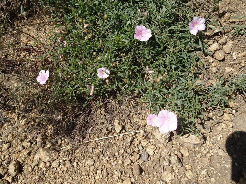  - Muntii Macin - Culmea Pricopanului