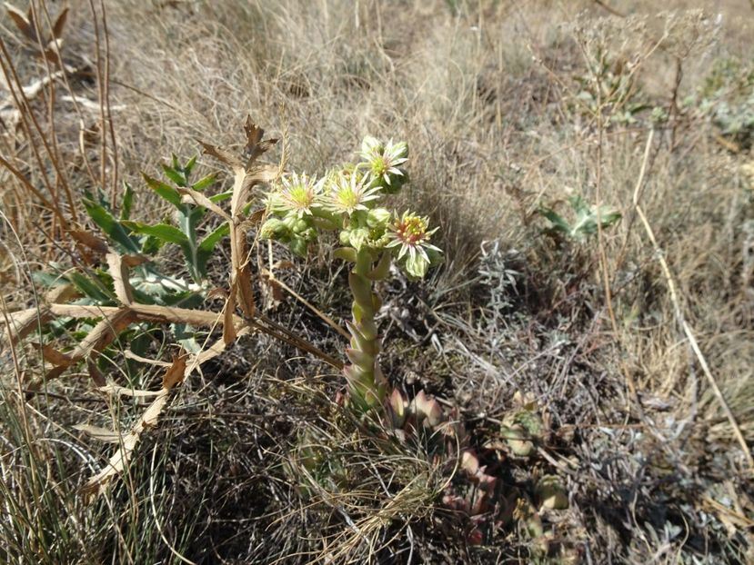  - Muntii Macin - Culmea Pricopanului