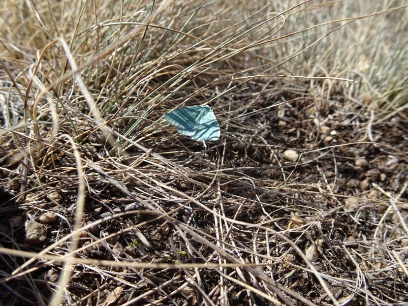  - Muntii Macin - Culmea Pricopanului