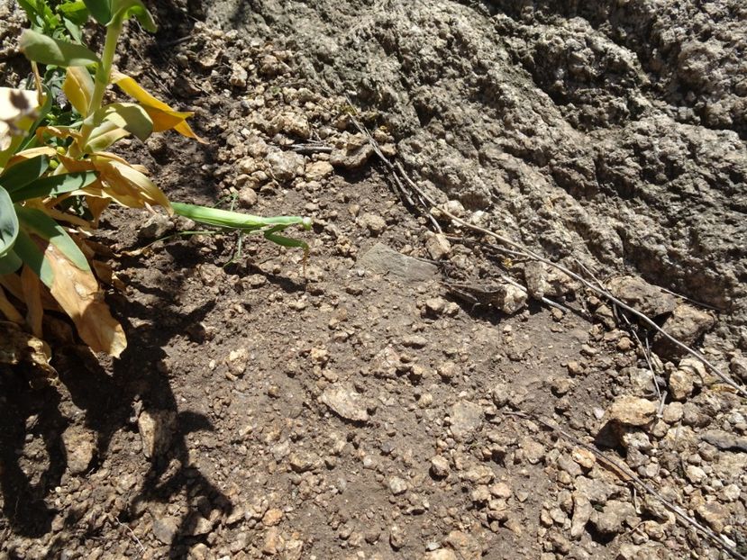  - Muntii Macin - Culmea Pricopanului