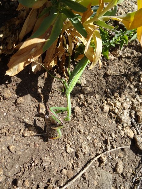  - Muntii Macin - Culmea Pricopanului