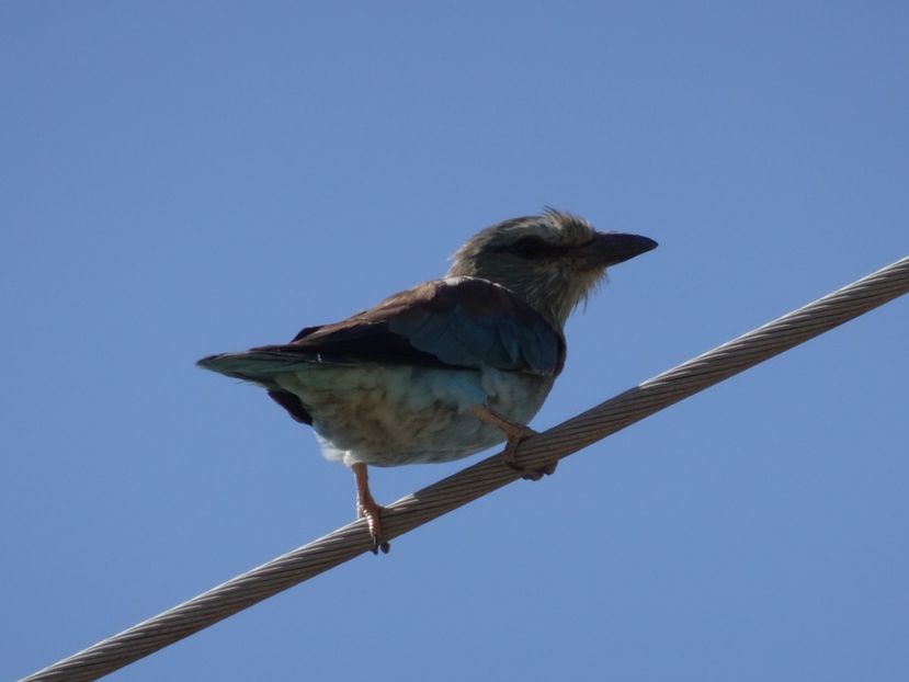  - Muntii Macin - Culmea Pricopanului