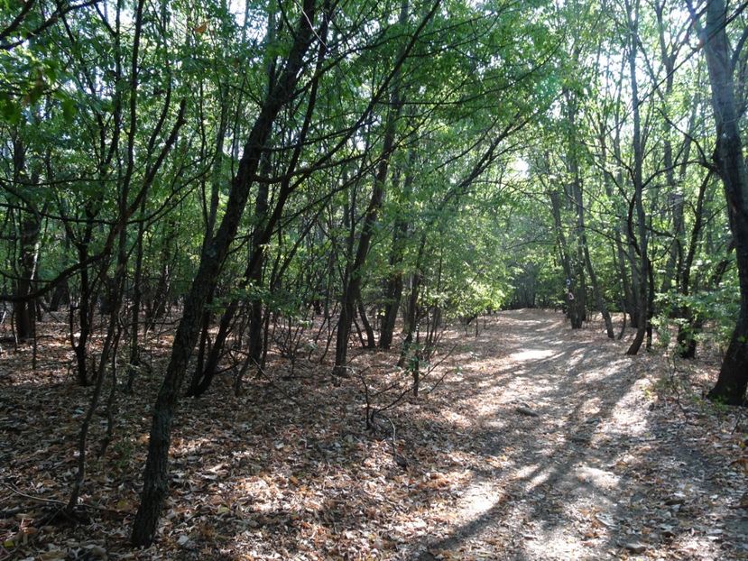  - Muntii Macin - Varful Tutuiatu