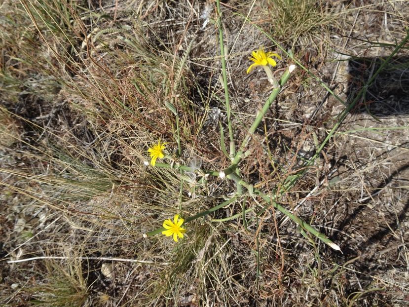  - Muntii Macin - Varful Tutuiatu