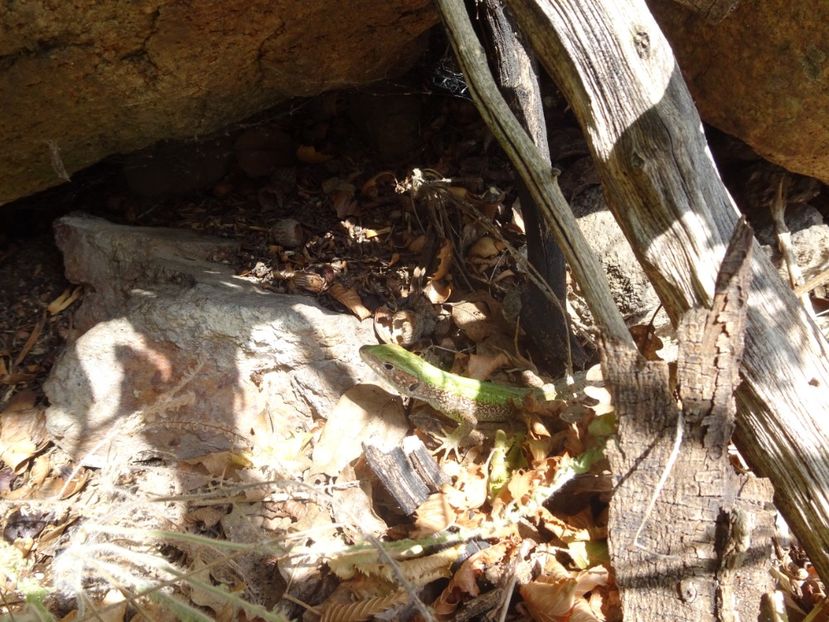  - Muntii Macin - Varful Tutuiatu