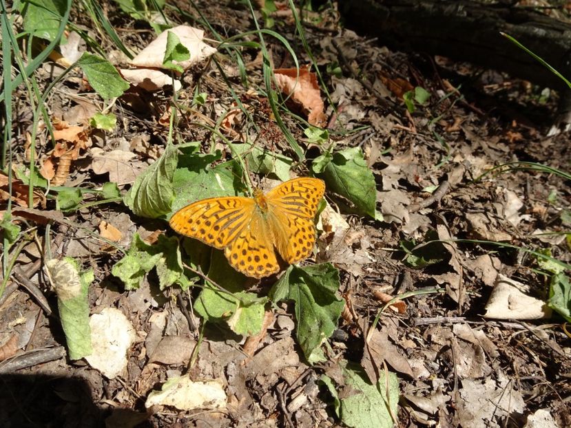  - Muntii Macin - Varful Tutuiatu